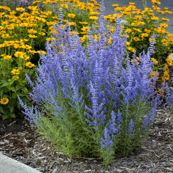 Perovskia atriplicifolia 'Denim 'n Lace'