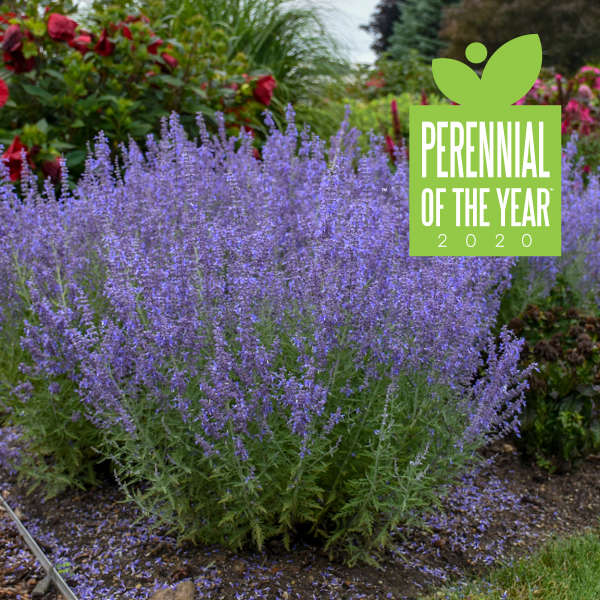 Perovskia atriplicifolia 'Denim 'n Lace'