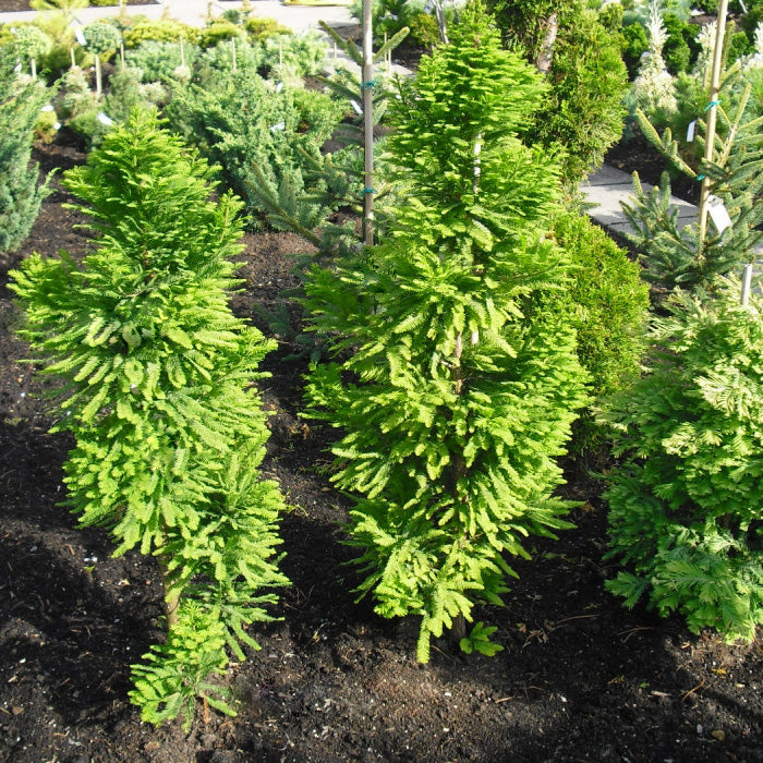 Bald Cypress 'Peve Minaret'