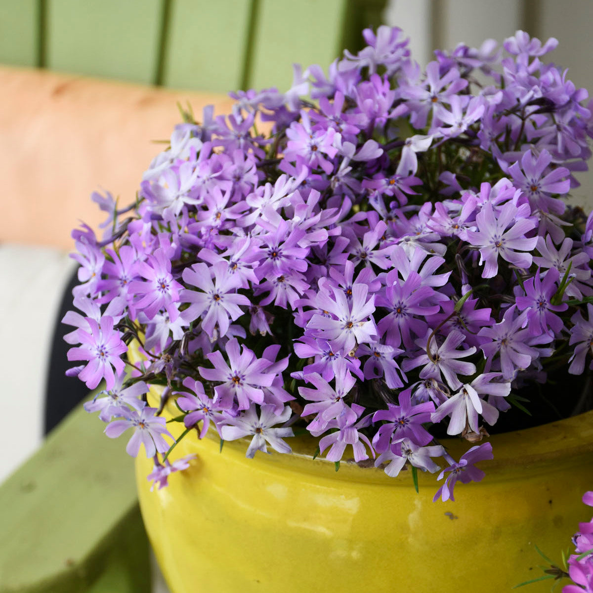 Phlox 'Bedazzled Lavender' - Hybrid Spring Phlox
