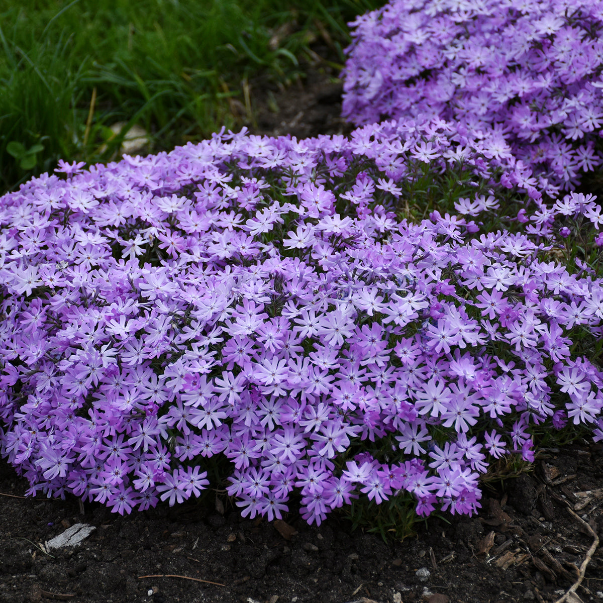 Phlox 'Bedazzled Lavender' - Hybrid Spring Phlox