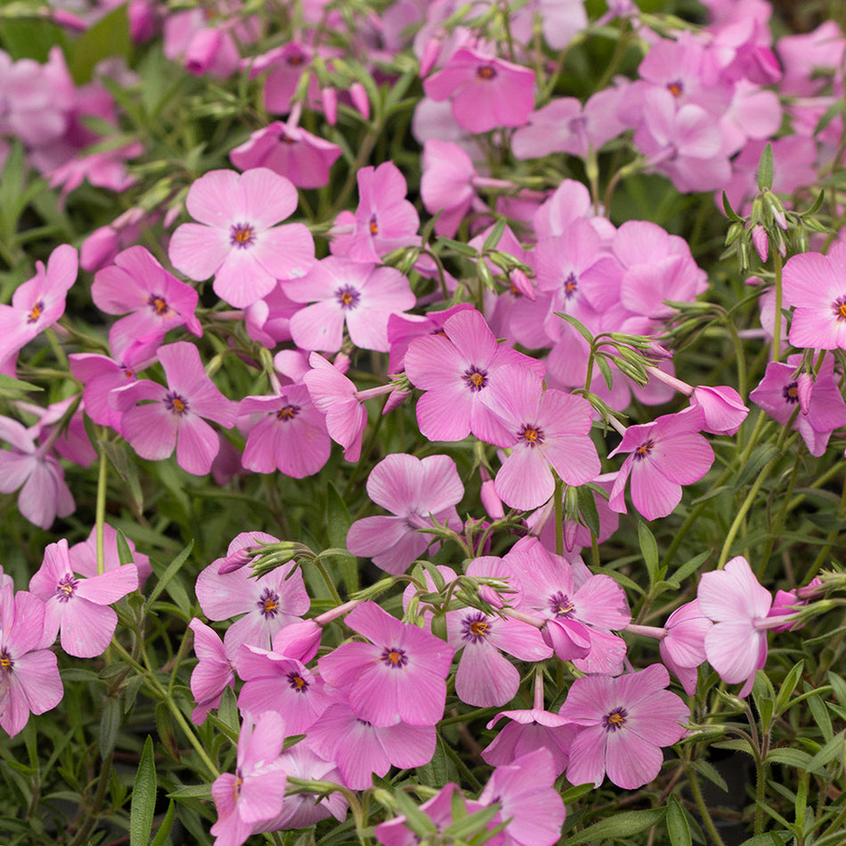 Phlox 'Pink Profusion'