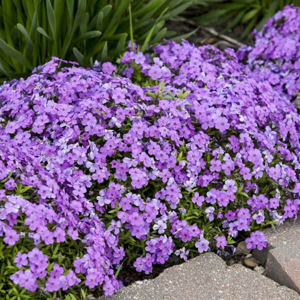 Phlox 'Purple Sprite'