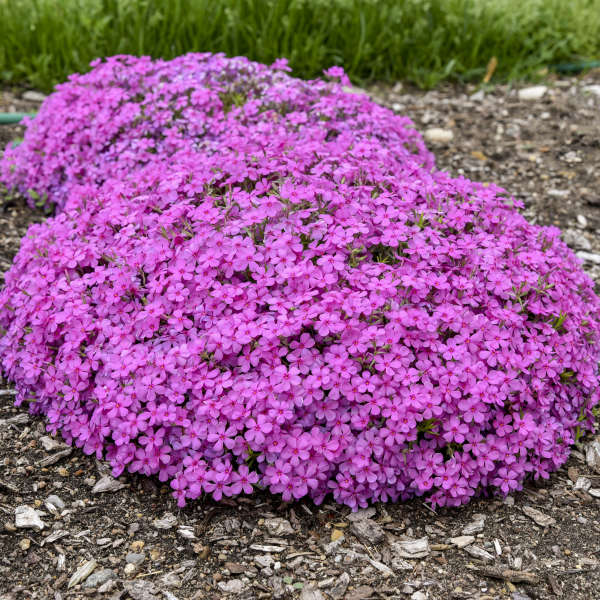 Phlox subulata 'Ruby Riot'