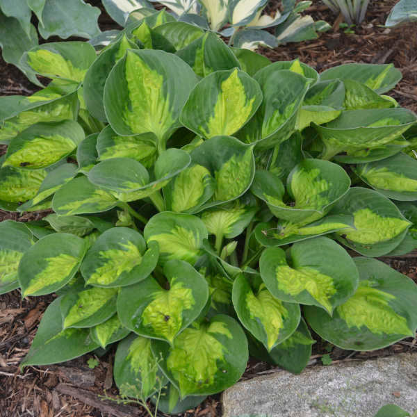 Pocket Full of Sunshine Hosta