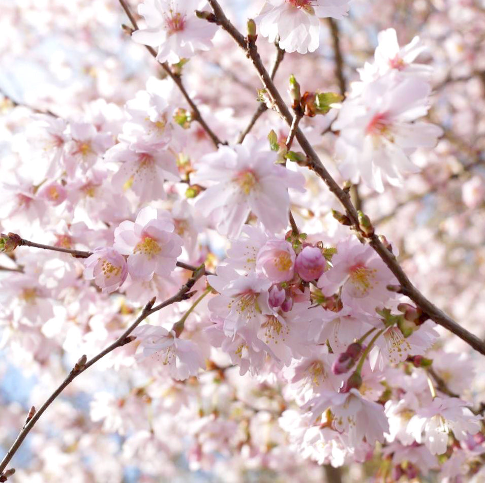 Autumnalis Cherry Blooms - Prunus Higan Autumnalis
