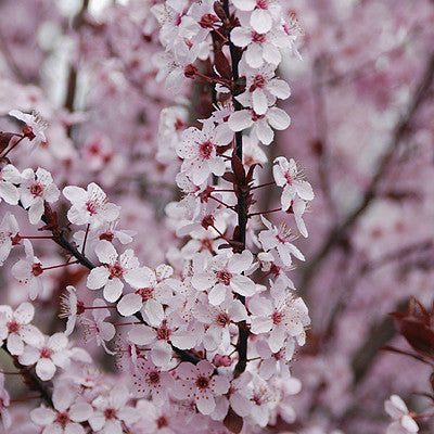 Krauter Vesuvius Purple Leaf Plum