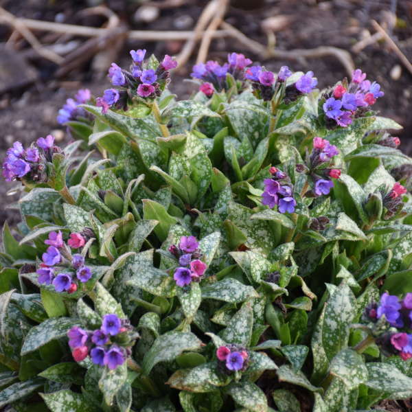 Pulmonaria ' Spot On'