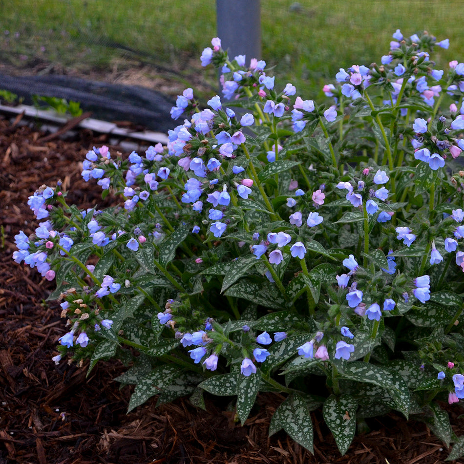 Pulmonaria ' Twinkle Toes'