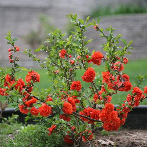 Double Take Orange™ Quince