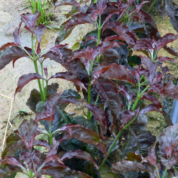 Ragin' Red Dogwood - Cornus florida 'JN13'
