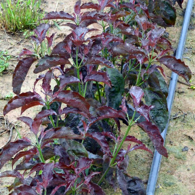 Ragin' Red Dogwood - Cornus florida 'JN13'