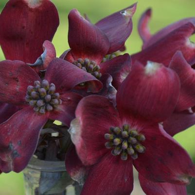Ragin' Red Dogwood - Cornus florida 'JN13'