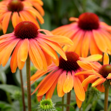 Echinacea Butterfly™ Rainbow Marcella - Coneflower