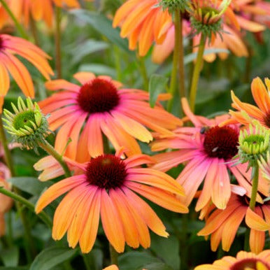 Echinacea Butterfly™ Rainbow Marcella - Coneflower