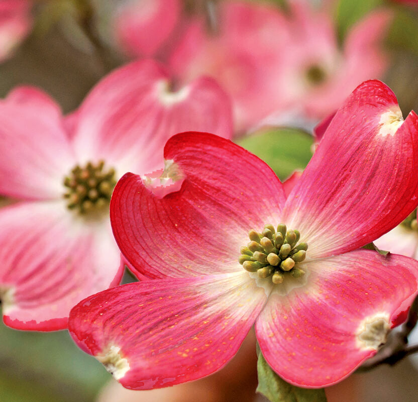 Erica's Appalachian Sunrise Dogwood