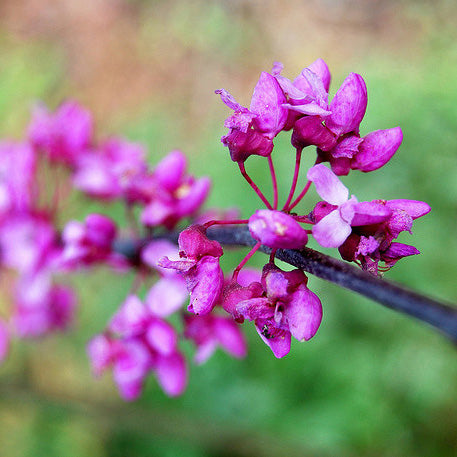 Eastern Redbud Tree