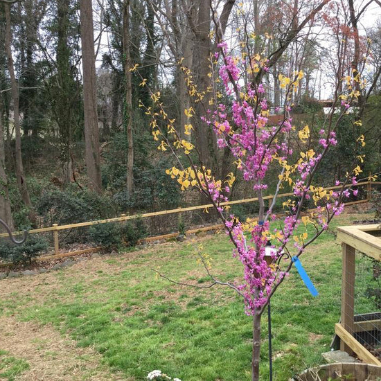 Rise & Shine™ Redbud New Blooms Nursery