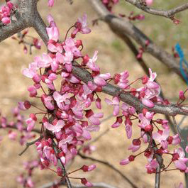 Ruby Falls Redbud - Cercis Candensis