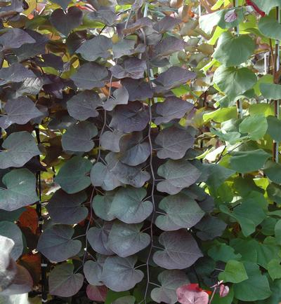 Ruby Falls Redbud - Cercis Candensis