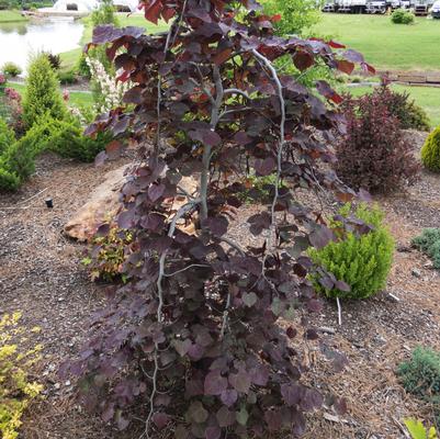 Ruby Falls Redbud - Cercis Candensis