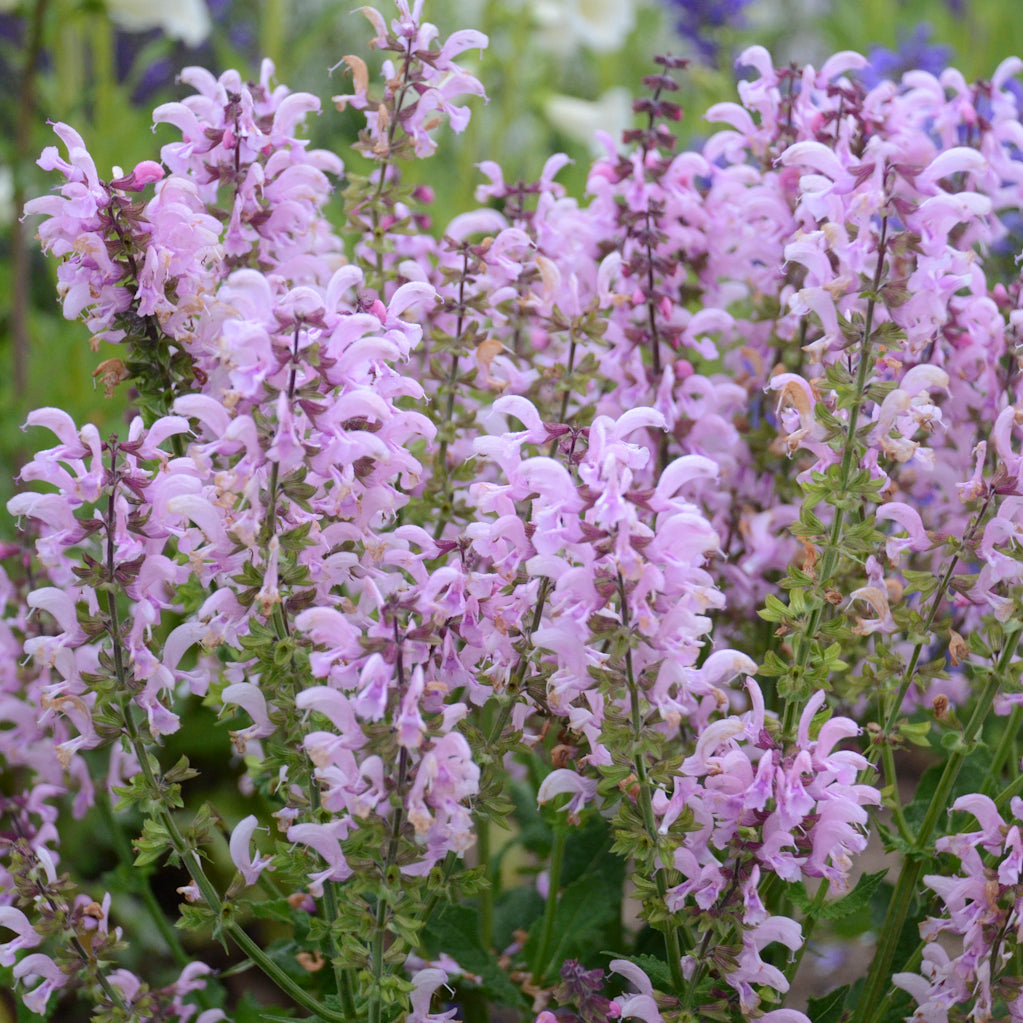 Salvia 'Ballerina Pink' FASHIONISTA®