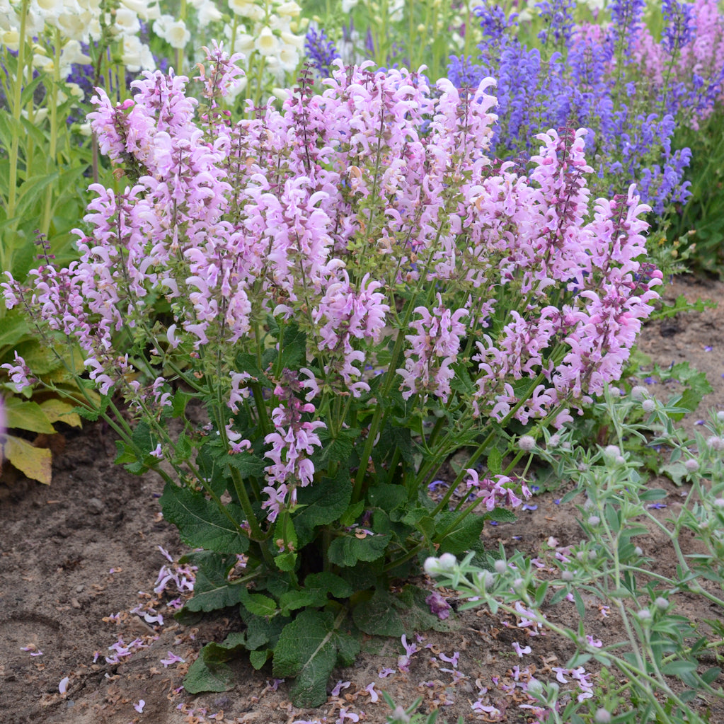 Salvia 'Ballerina Pink' FASHIONISTA®