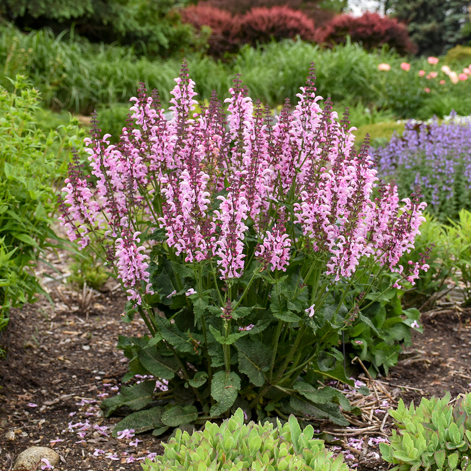 Salvia 'Ballerina Pink' FASHIONISTA®