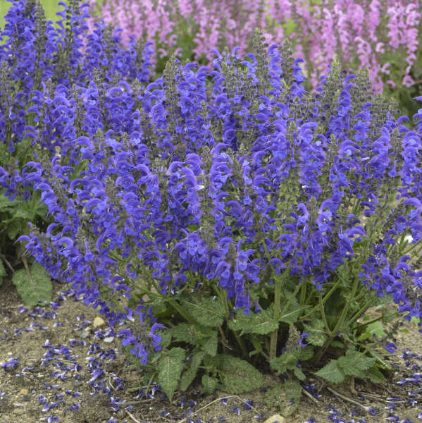 Salvia 'Evening Attire' FASHIONISTA®