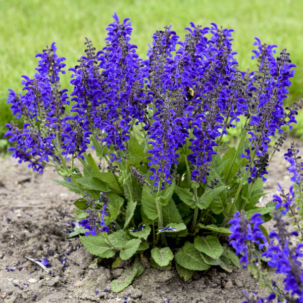 Salvia 'Evening Attire' FASHIONISTA®
