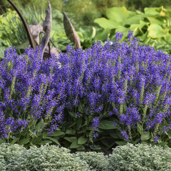 Salvia 'Evening Attire' FASHIONISTA®