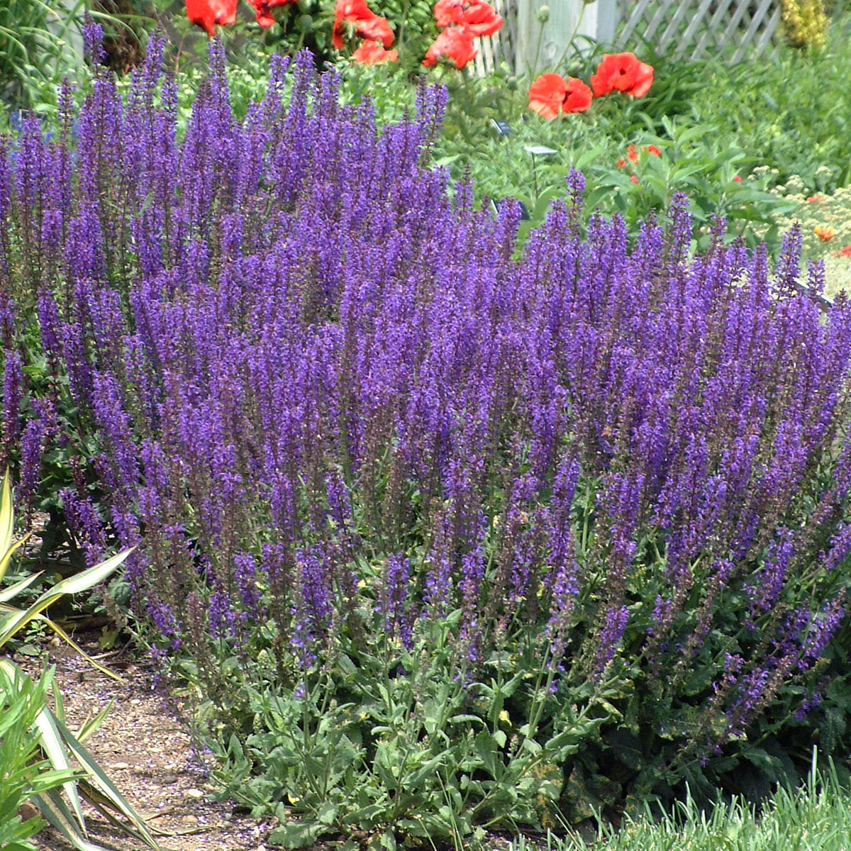 Salvia nemorosa 'May Night' – New Blooms Nursery