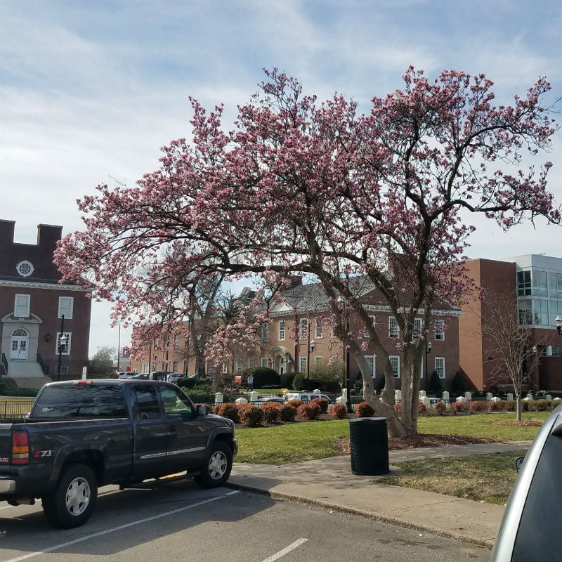 Soulangeana Saucer Magnolia