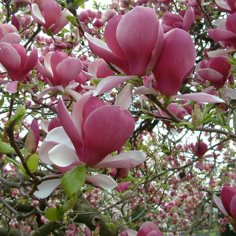 Soulangeana Saucer Magnolia