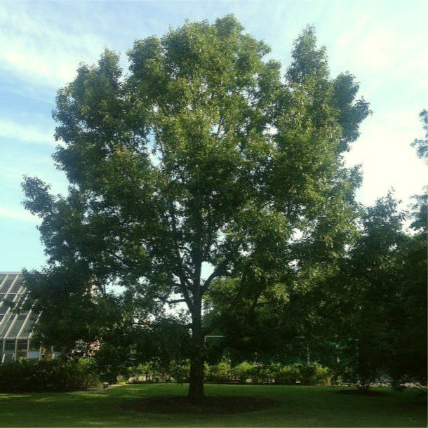 Sawtooth Oak