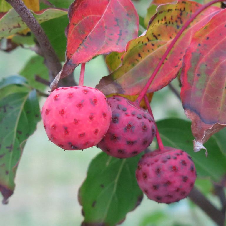 Scarlet Fire® Kousa Dogwood