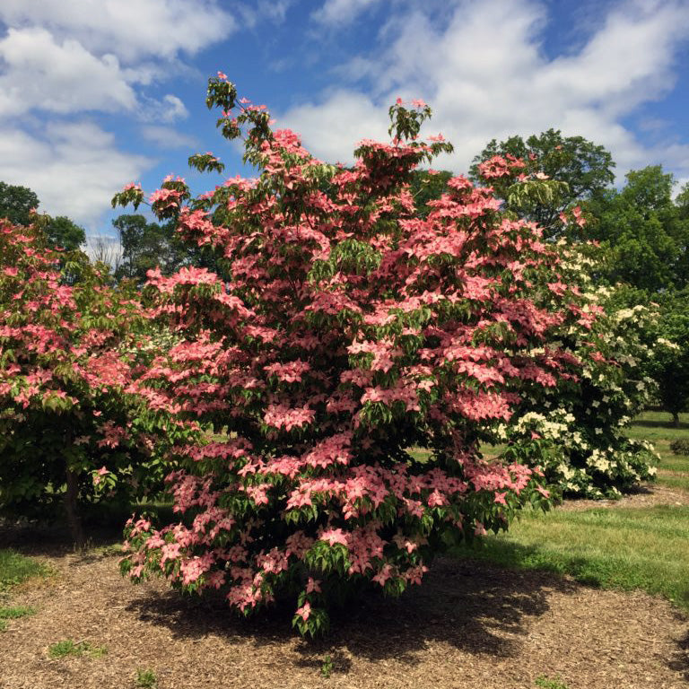 Scarlet Fire® Kousa Dogwood