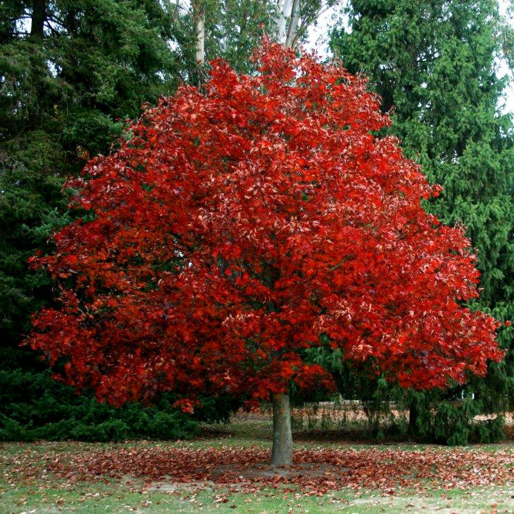 Scarlet Oak