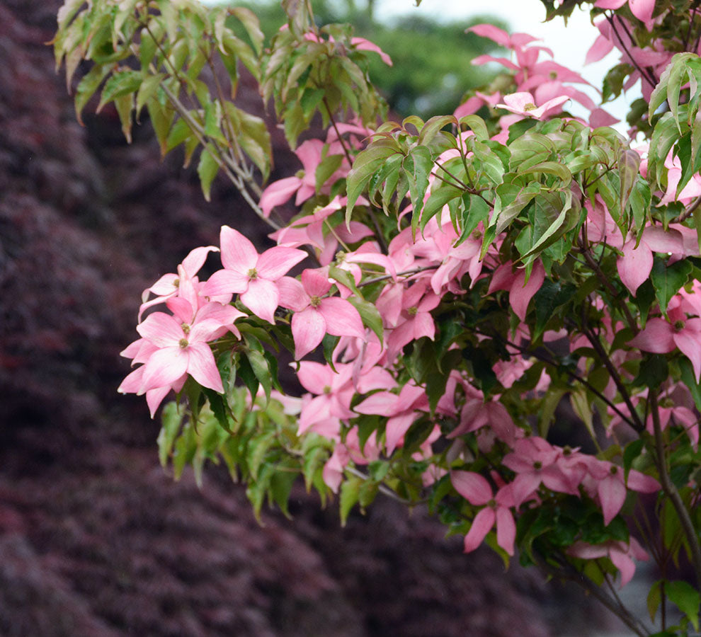 Scarlet Fire® Kousa Dogwood