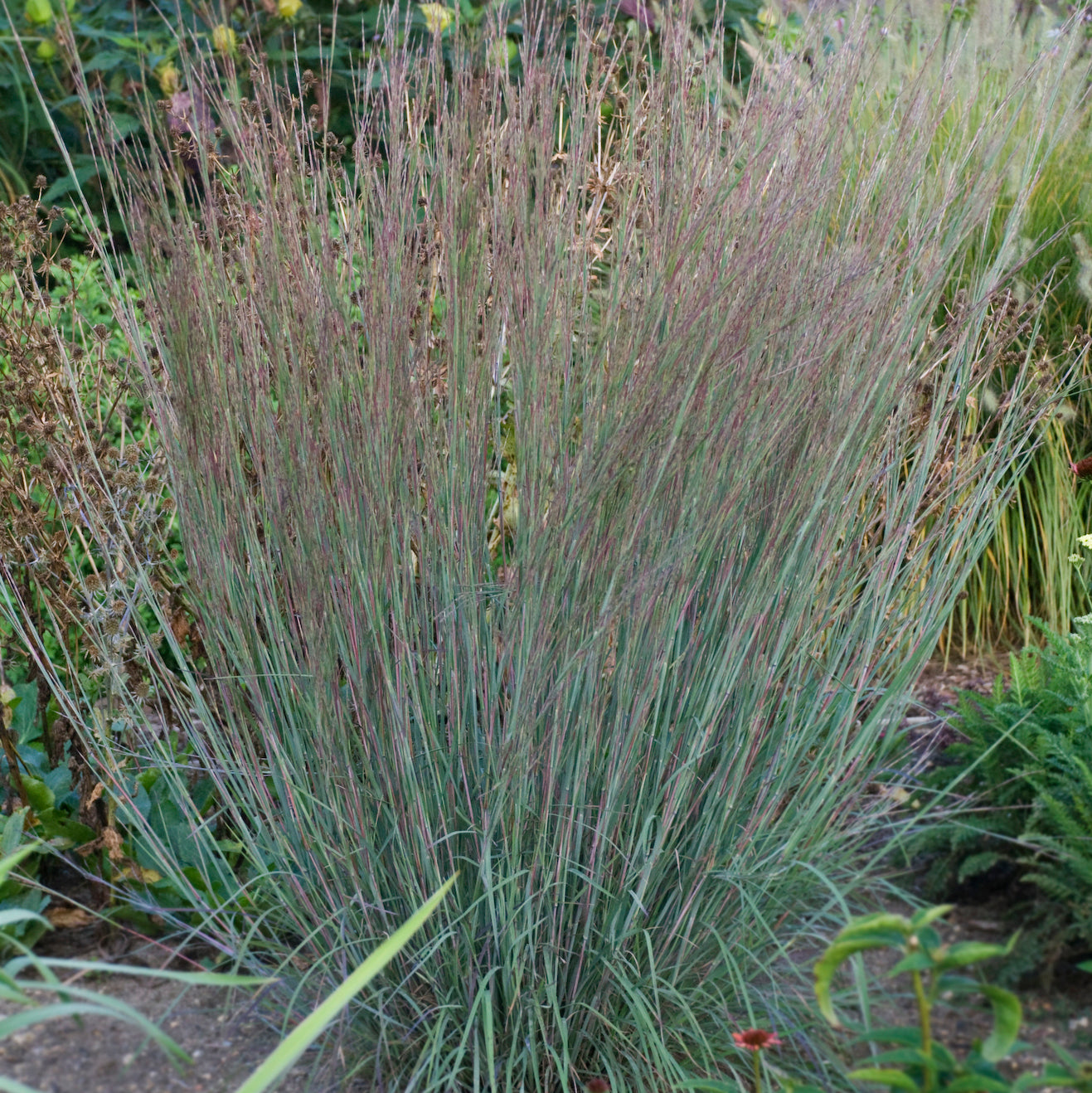 Little Blue Stem Grass