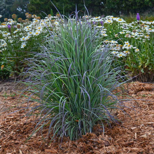 Schizachyrium scoparium 'Twilight Zone'