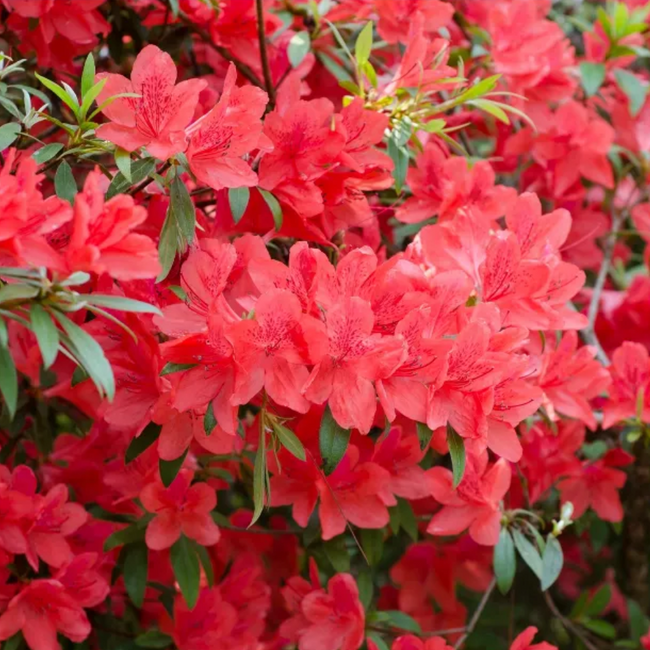 Azalea - High Fashion