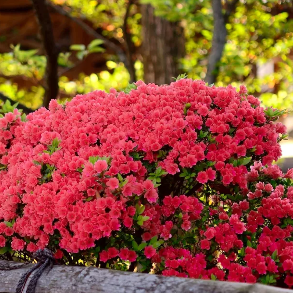 Azalea - High Fashion