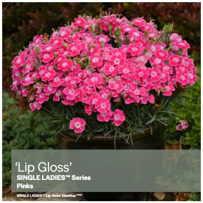 Dianthus Single Ladies™ 'Lip Gloss' - Pinks
