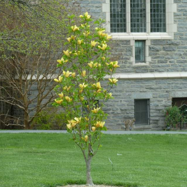Judy Zuk Magnolia