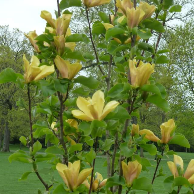 Judy Zuk Magnolia