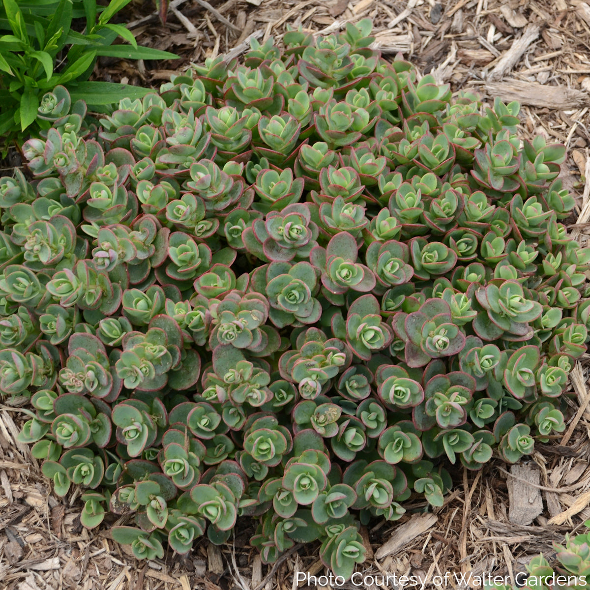 Sedum 'Lime Zinger' Sunsparkler® Series - Stonecop