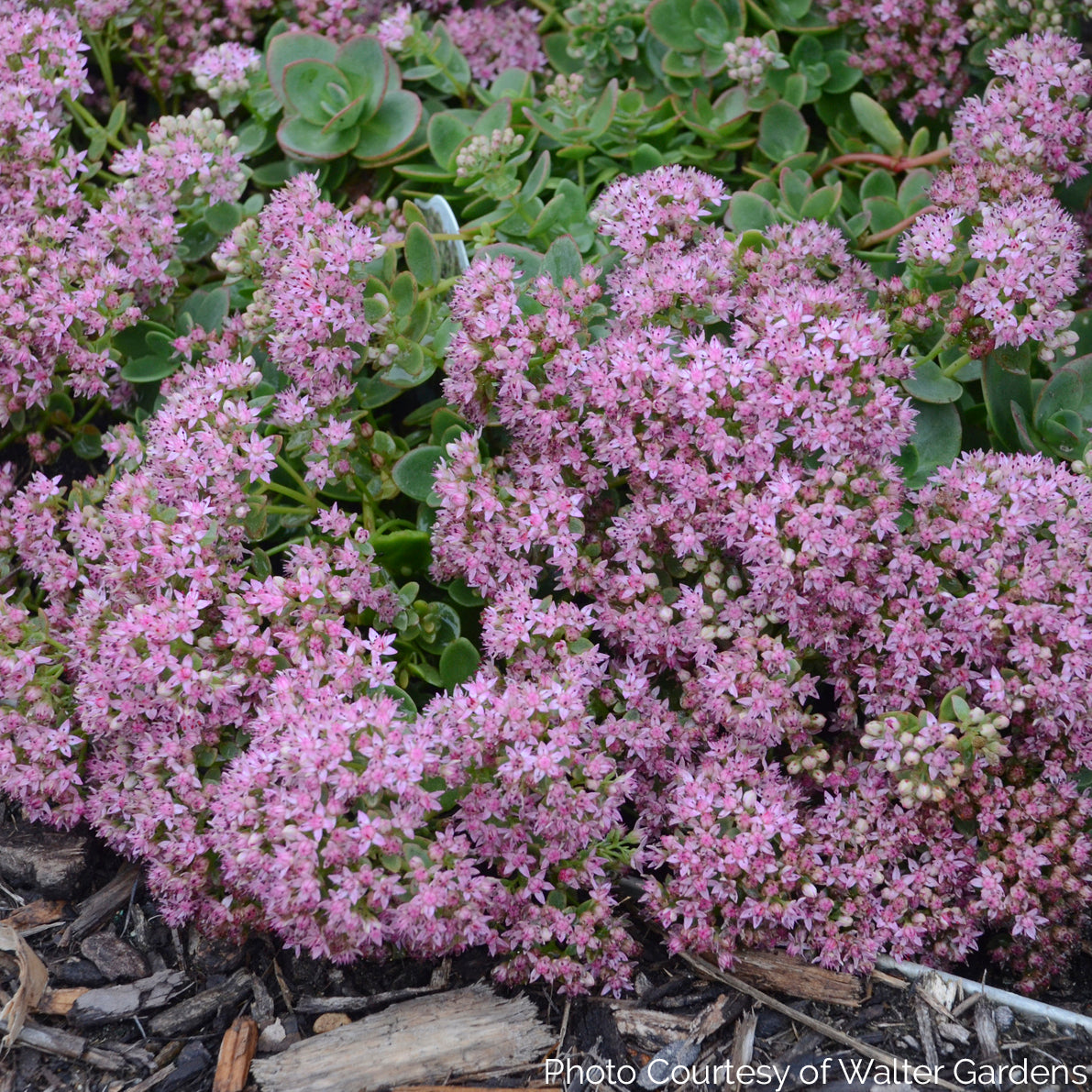 Sedum 'Lime Zinger' Sunsparkler® Series - Stonecop