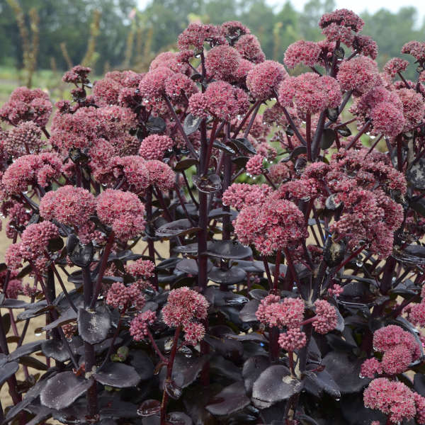 Sedum 'Night Embers'