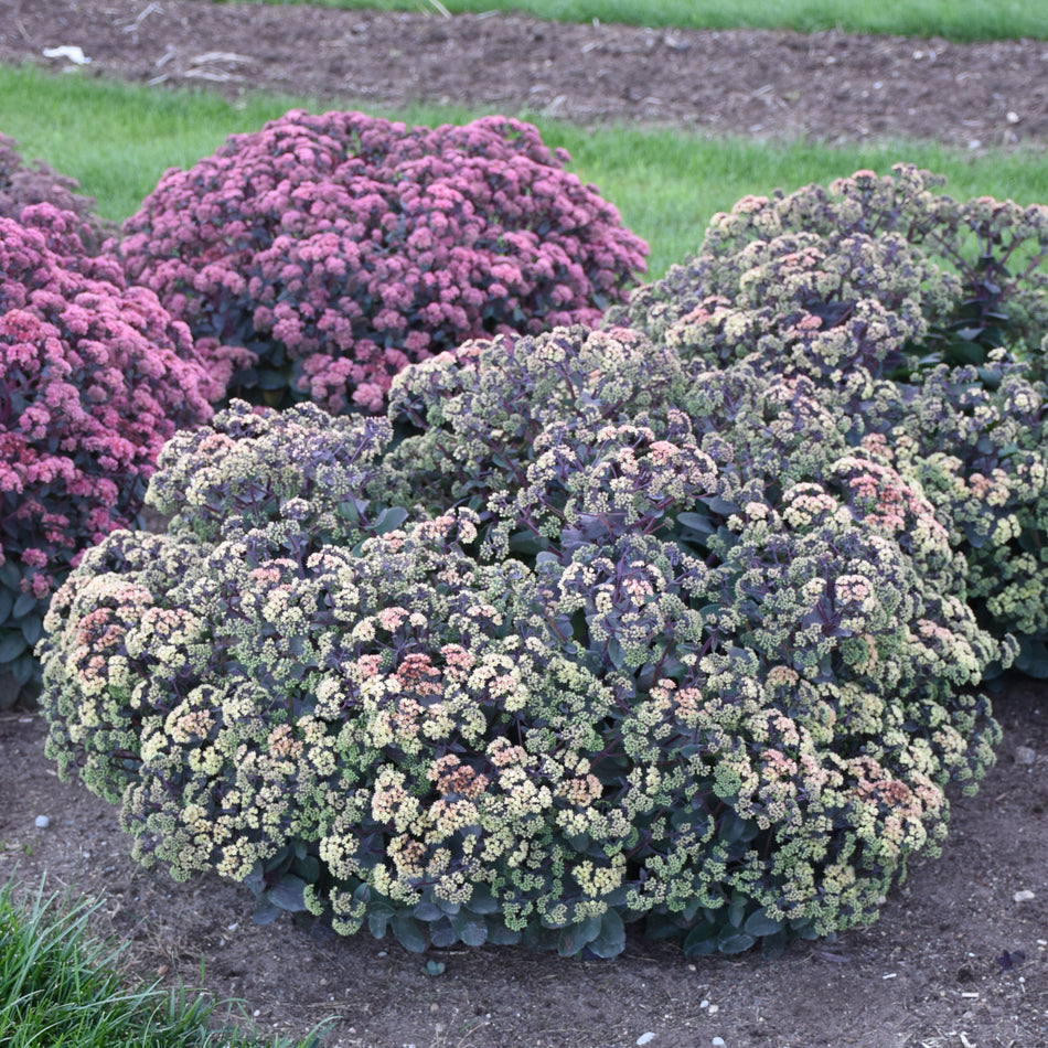 Sedum Night Light